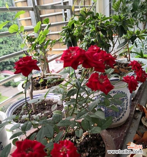 探究玫瑰盆栽的水分需求和适宜浇水的方法 玫瑰盆栽的浇水技巧