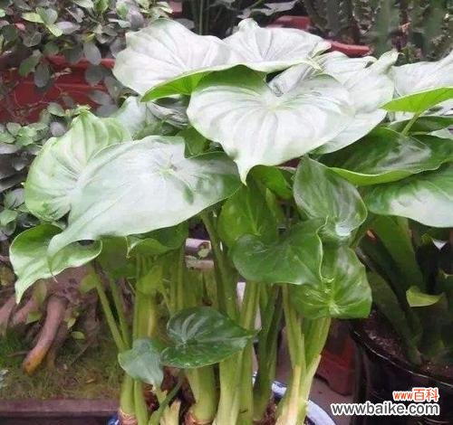 以花语传递心意，寓意吉祥如意 盆景滴水观音——凝聚美好与祝福