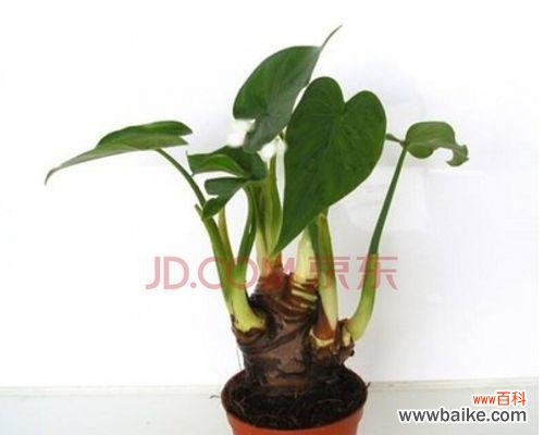 以花语传递心意，寓意吉祥如意 盆景滴水观音——凝聚美好与祝福