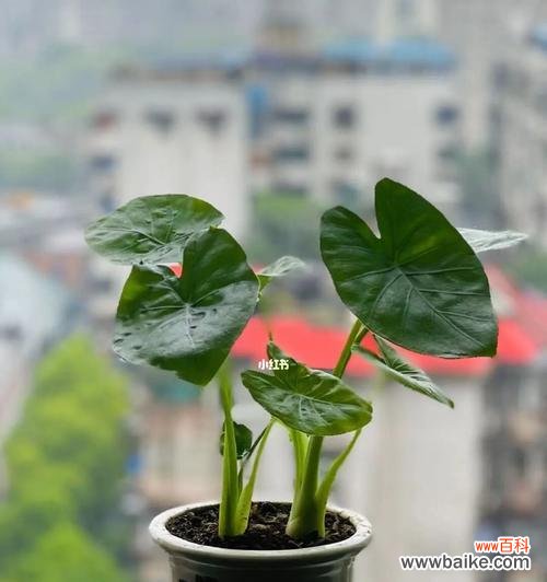 以花语传递心意，寓意吉祥如意 盆景滴水观音——凝聚美好与祝福