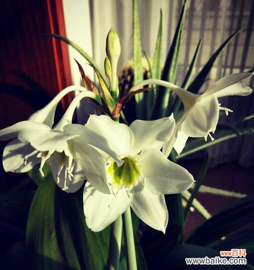 探寻南美水仙的花语，领略其神秘魅力 南美水仙的花语——传递爱与美的使者