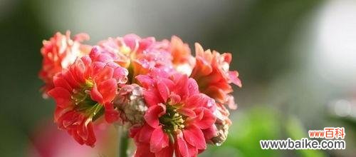 以花为媒，传递长寿祝福 花语中的长寿之美