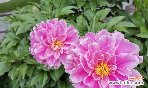 探寻中国花卉文化中的经典之作 七芍药八牡丹之美