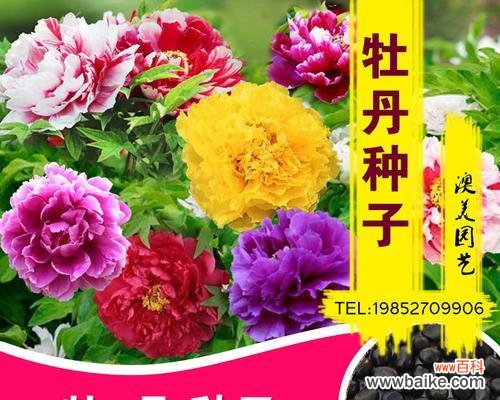 成功种植盆栽牡丹的15个技巧 培育盆栽牡丹的关键要点