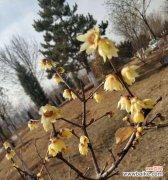 迎春佳人，花开富贵 盆栽腊梅，寄托对未来的美好期待