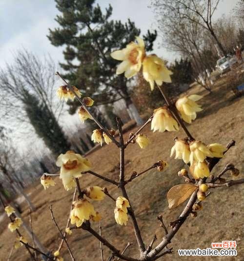 迎春佳人，花开富贵 盆栽腊梅，寄托对未来的美好期待