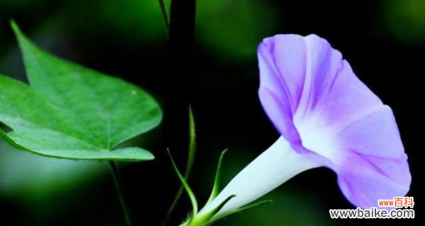 牵牛花在不同人群中的象征意义及寓意 牵牛花