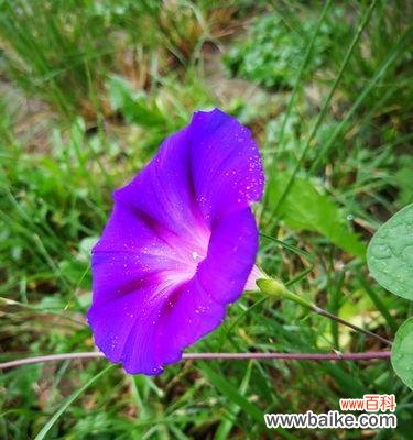 牵牛花在不同人群中的象征意义及寓意 牵牛花