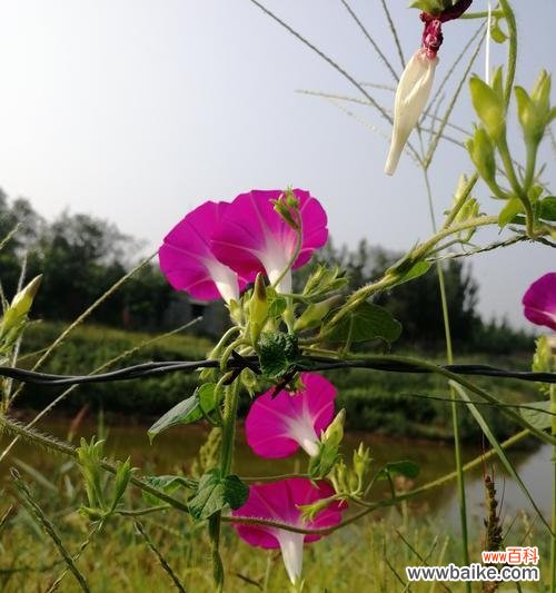 牵牛花在不同人群中的象征意义及寓意 牵牛花
