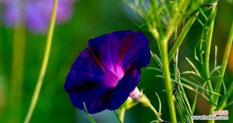 探索牵牛花的含义和象征，以及它带来的魅力与神奇 牵牛花的花语