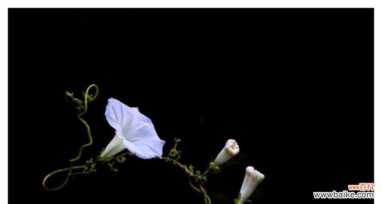 探索牵牛花的含义和象征，以及它带来的魅力与神奇 牵牛花的花语