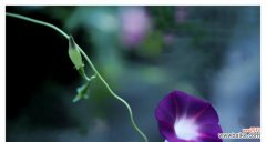 探索牵牛花的含义和象征，以及它带来的魅力与神奇 牵牛花的花语