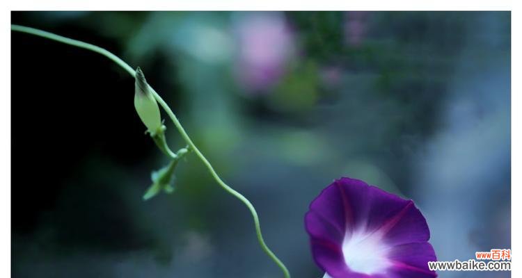 探索牵牛花的含义和象征，以及它带来的魅力与神奇 牵牛花的花语