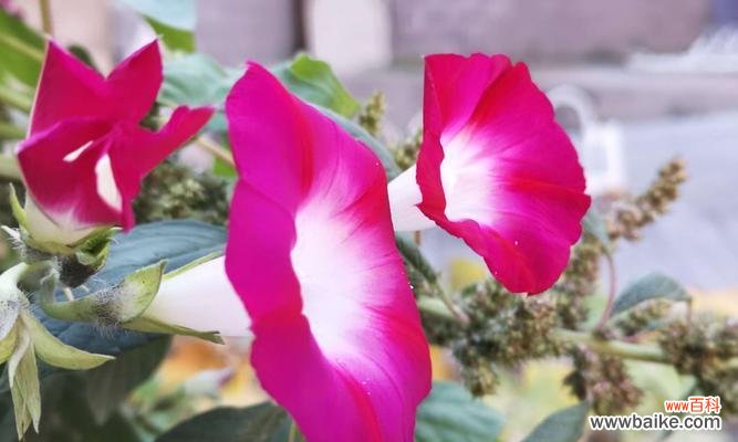 在牵牛花的花海中寻找真爱 牵牛花