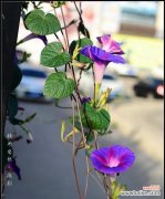 在牵牛花的花海中寻找真爱 牵牛花