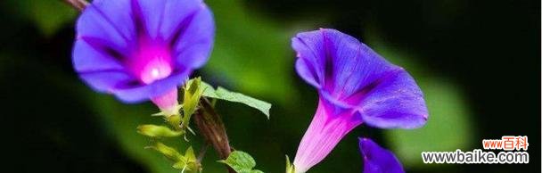 探寻牵牛花的花语和美丽传说 牵牛花