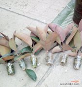 探索植物生长的新途径——扦插和压条技术解析 植物扦插和压条的繁殖技术