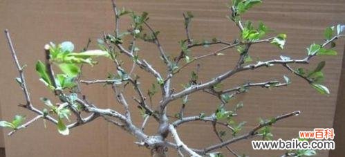 探索植物生长的新途径——扦插和压条技术解析 植物扦插和压条的繁殖技术