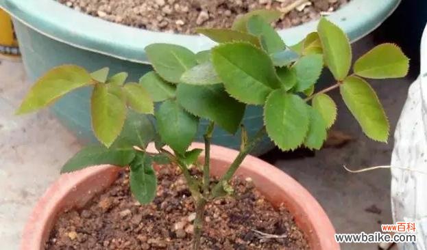 探索植物生长的新途径——扦插和压条技术解析 植物扦插和压条的繁殖技术