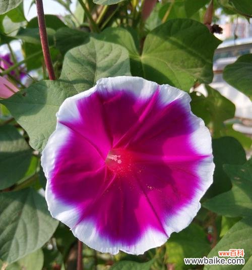 探究牵牛花在文化与艺术中的重要地位 牵牛花的象征意义与寓意