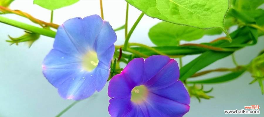 探究牵牛花在文化与艺术中的重要地位 牵牛花的象征意义与寓意