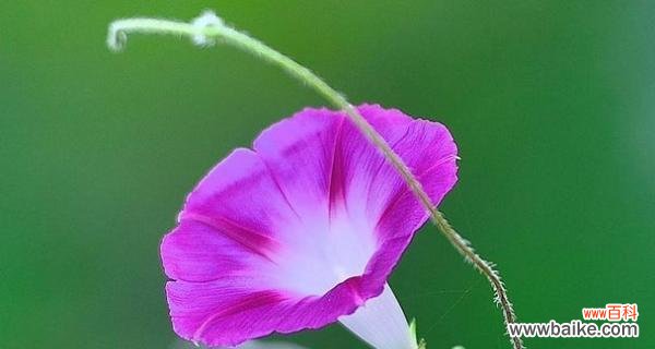 探寻牵牛花的浪漫寓意 牵牛花