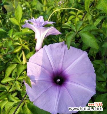 探寻牵牛花的浪漫寓意 牵牛花