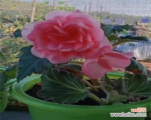 海棠花的花语和魅力 球根海棠花语——传递爱与美的使者