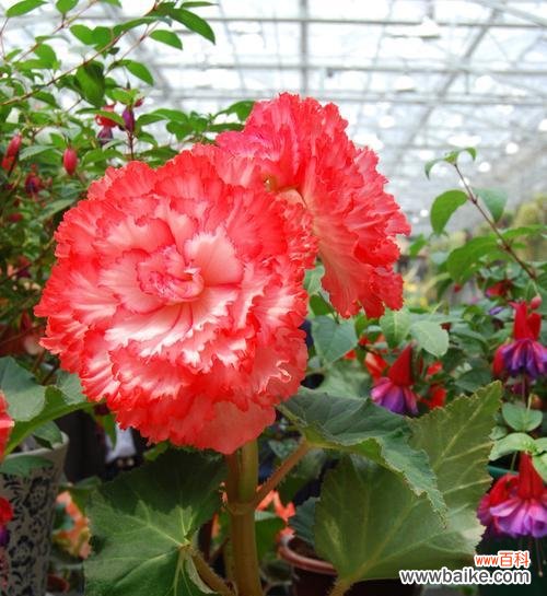 海棠花的花语和魅力 球根海棠花语——传递爱与美的使者