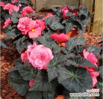 海棠花的花语和魅力 球根海棠花语——传递爱与美的使者