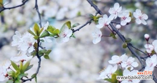 以青梅花为象征，探寻生命的力量与勇气 青梅花的花语——生命的坚韧与希望