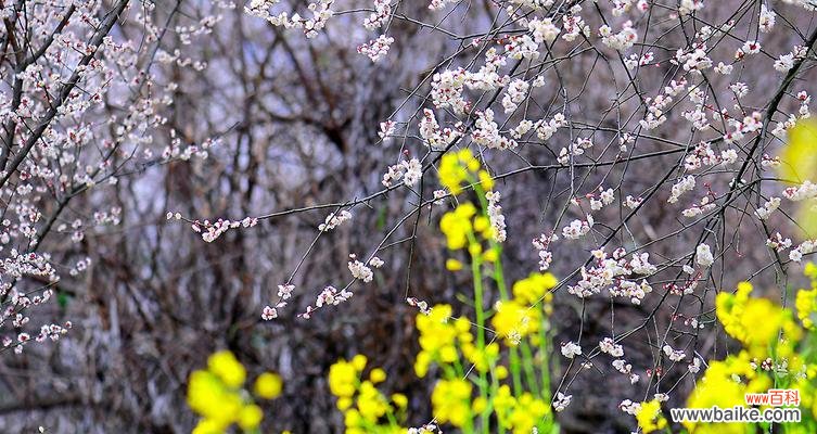 以青梅花为象征，探寻生命的力量与勇气 青梅花的花语——生命的坚韧与希望