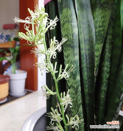 探寻虎皮兰开花的象征意义 虎皮兰花开的寓意