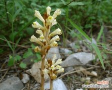 传达爱与勇气的花卉 虎尾草的花语与意义