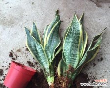 探寻虎尾兰花语的源起与文化内涵 虎尾兰花语的深层寓意与美丽传承