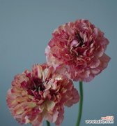 花毛茛的花语 以花毛茛的花语为主题的文章