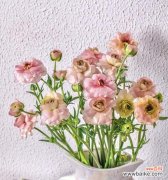 探寻花毛茛花语的含义与魅力 花毛茛花语