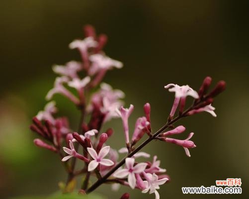 传递情感的美丽花卉——花叶丁香 以花叶丁香的花语为主题的文章