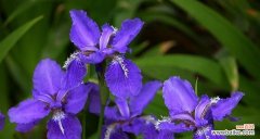 春天花的美丽语言 《春天花的花语大全，品味春天的芬芳》