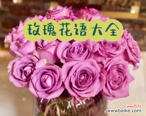 探索玫瑰花语中不同数量的隐含含义 用花语解读玫瑰的数量代表意义