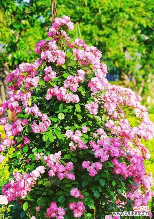 红玫瑰、白玫瑰 花语探秘