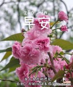 樱花中玫瑰的含义是什么？樱花与玫瑰花语有何不同？
