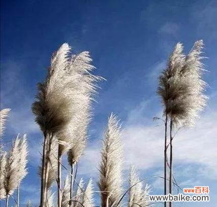 花语和朋友有关的花是什么花？荻花和芦苇花的花语分别是什么？