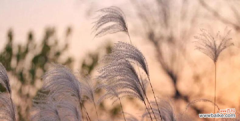 花语和朋友有关的花是什么花？荻花和芦苇花的花语分别是什么？