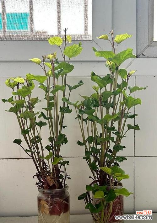 红薯花盆栽的花语是什么？它有什么特别的意思吗？