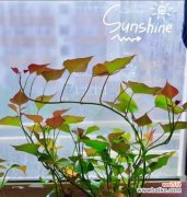 红薯花盆栽的花语是什么？它有什么特别的意思吗？
