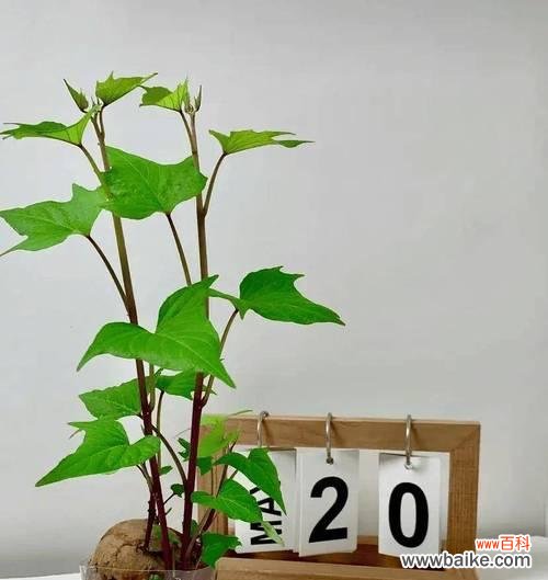 红薯花盆栽的花语是什么？它有什么特别的意思吗？