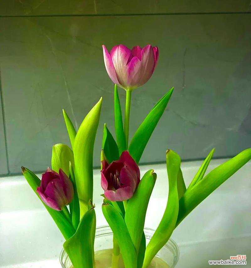 哪种花代表了认真的态度？