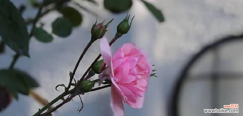 哪种花代表了认真的态度？