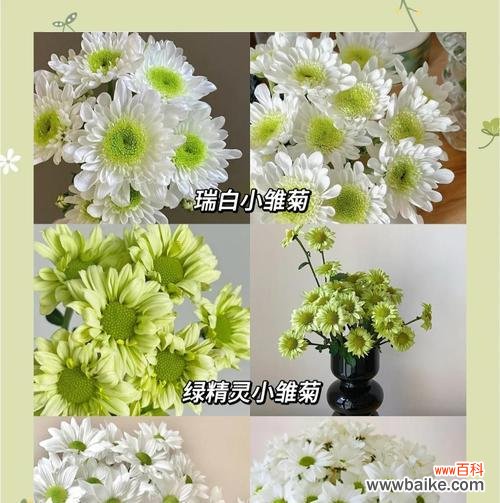 雏菊花语都有什么?雏菊代表的含义有哪些?